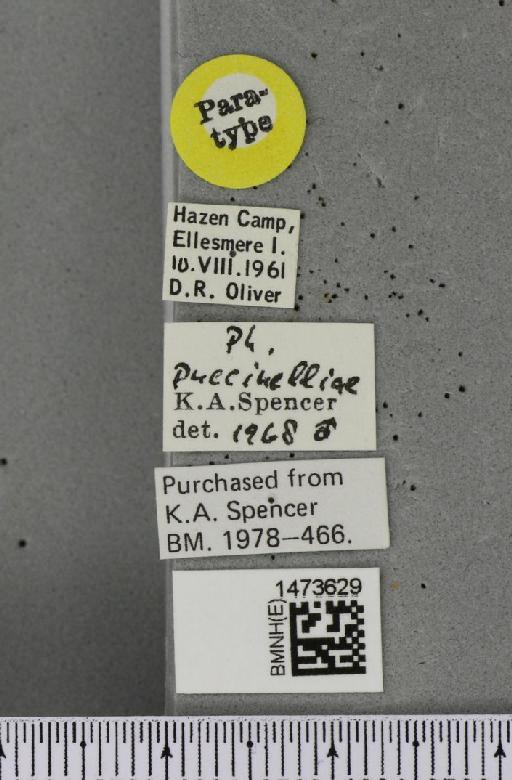 Chromatomyia puccinelliae (Spencer, 1969) - BMNHE_1473629_label_48692