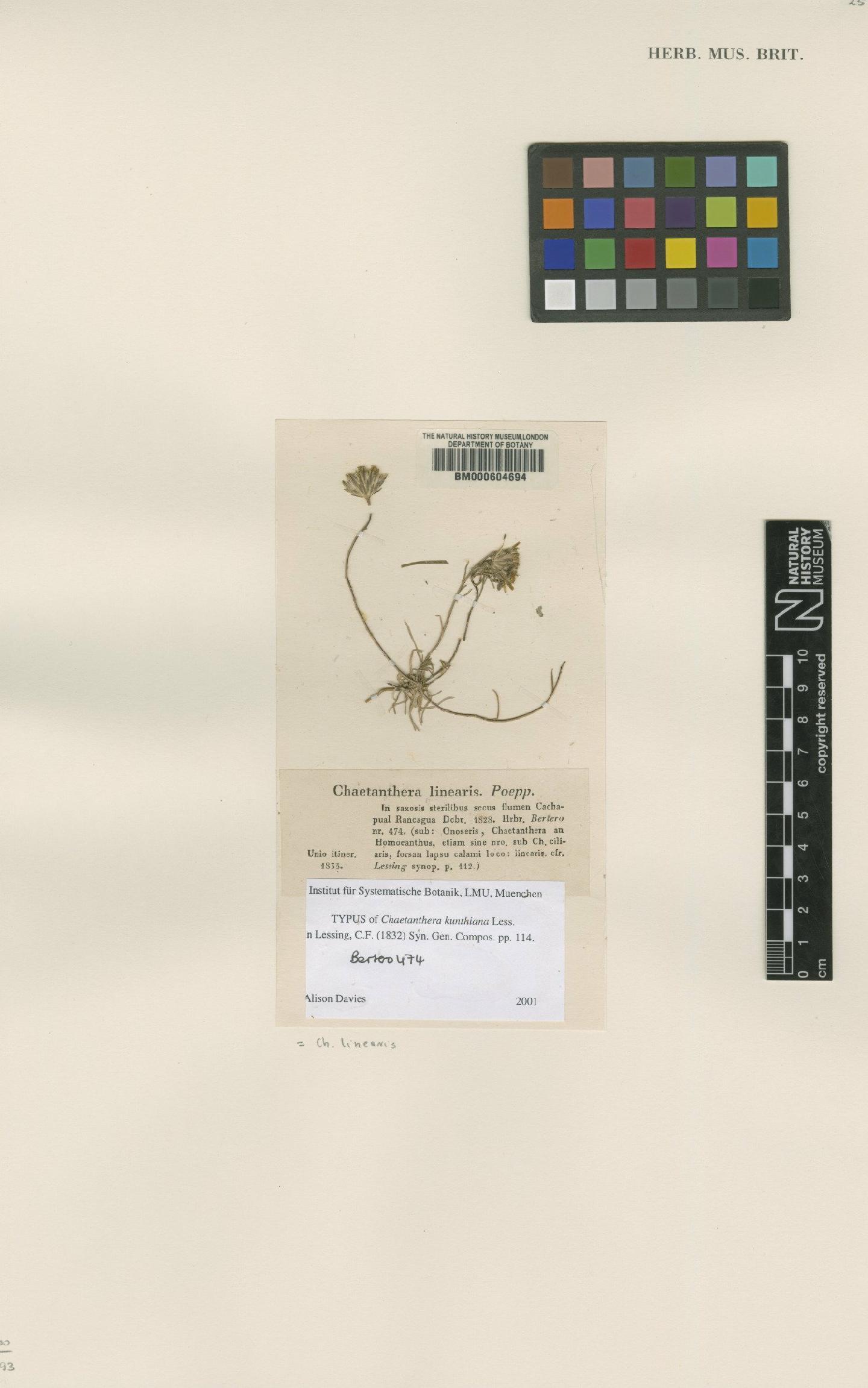 To NHMUK collection (Chaetanthera linearis Poepp. ex Less.; Type; NHMUK:ecatalogue:4683099)