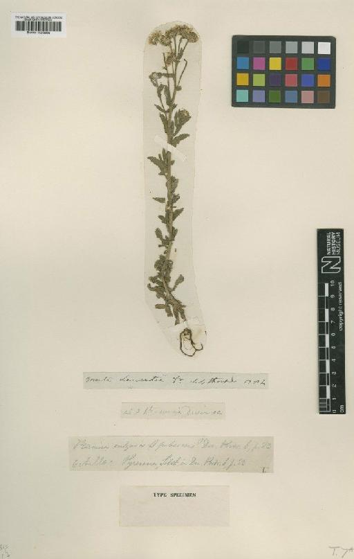 Achillea pyrenaica Sibth. ex Gordon - BM001025868