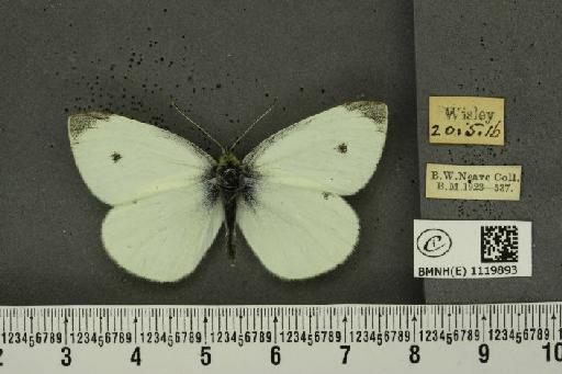 Pieris rapae rapae (Linnaeus, 1758) - BMNHE_1119893_75387