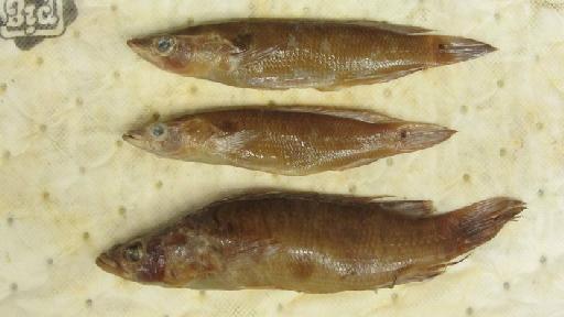 Crenicichla inpa Alvares & Ferreira, 1991 - BMNH 1862.11.15.96-98, PARATYPES, Crenicichla inpa