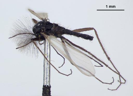 Spaniotoma barilochensis Edwards, 1931 - Spaniotoma_barilochensis-010210572-habitus2_B-25_0x - scale