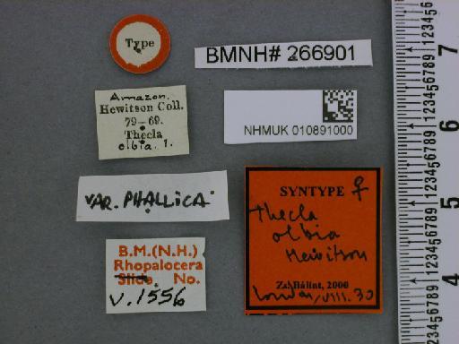 Thecla olbia Hewitson, 1867 - NHMUK010891000_Bistonina_olbia_Hewitson_syntype_Label 1