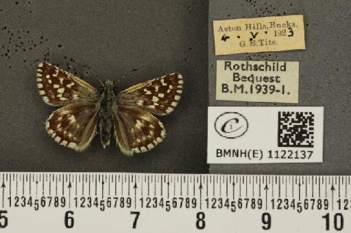 Pyrgus malvae (Linnaeus, 1758) - BMNHE_1122137_76965