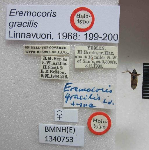 Eremocoris gracilis Linnavuori, 1968 - Eremocoris gracilis-BMNH(E)1340753-Holotype female_Labels