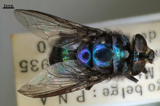 Chrysomya polymita (Villeneuve, 1914) - Chrysomya polymita dorsal