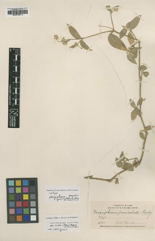 Alternanthera porrigens var. ovata (Moq.) Miers - BM000993116