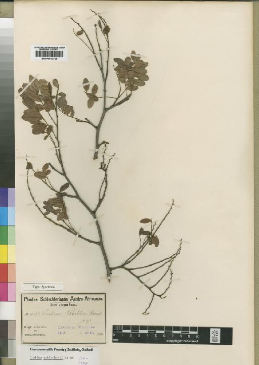 Dialium schlechteri Harms - BM000842359