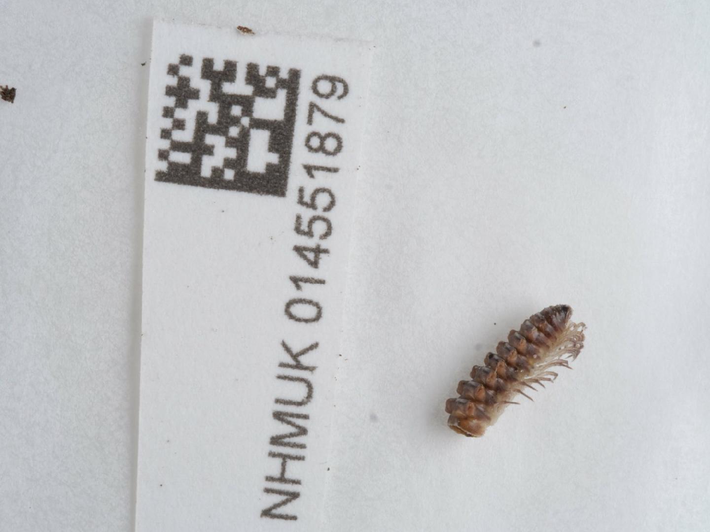 To NHMUK collection (Nanogona polydesmoides (Leach, 1814); NON-TYPE; NHMUK:ecatalogue:9528573)