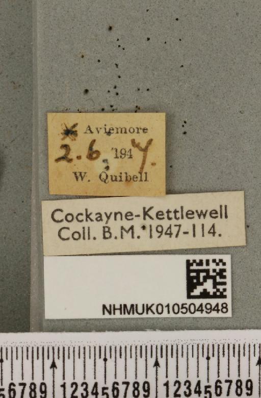 Acronicta menyanthidis scotica (Tutt, 1891) - NHMUK_010504948_label_562313