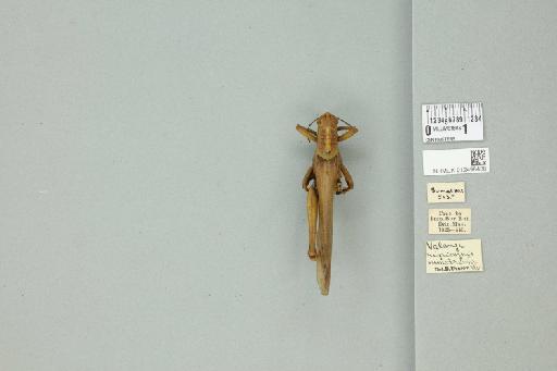 Valanga nigricornis sumatrensis Uvarov, 1923 - 012498438_71900_84608