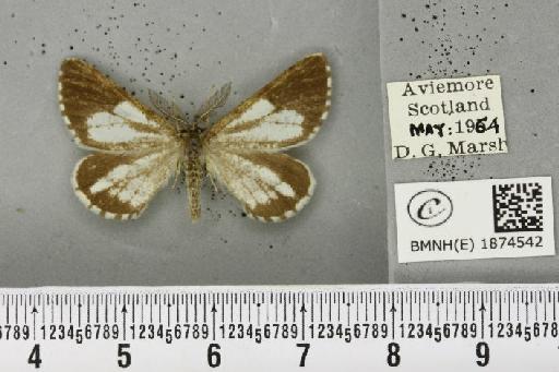 Bupalus piniaria (Linnaeus, 1758) - BMNHE_1874542_493797