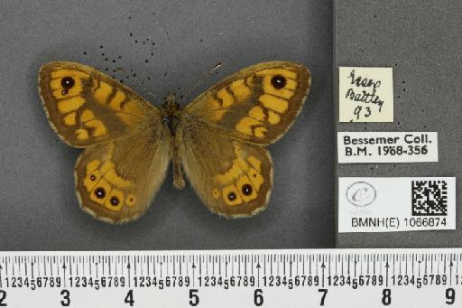 Lasiommata megera ab. biocellata Lempke, 1947 - BMNHE_1066874_28581
