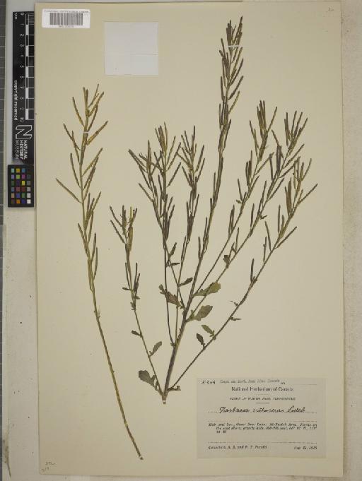 Barbarea orthoceras Ledeb - BM001255379