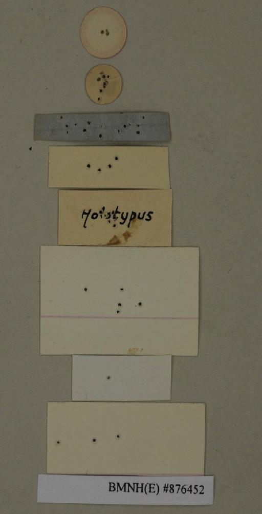 Panchlora inaequalis Walker, 1868 - Panchlora inaequalis Walker, F, 1868, male, holotype, labels (reverse). Photographer: Edward Baker. BMNH(E)#876452