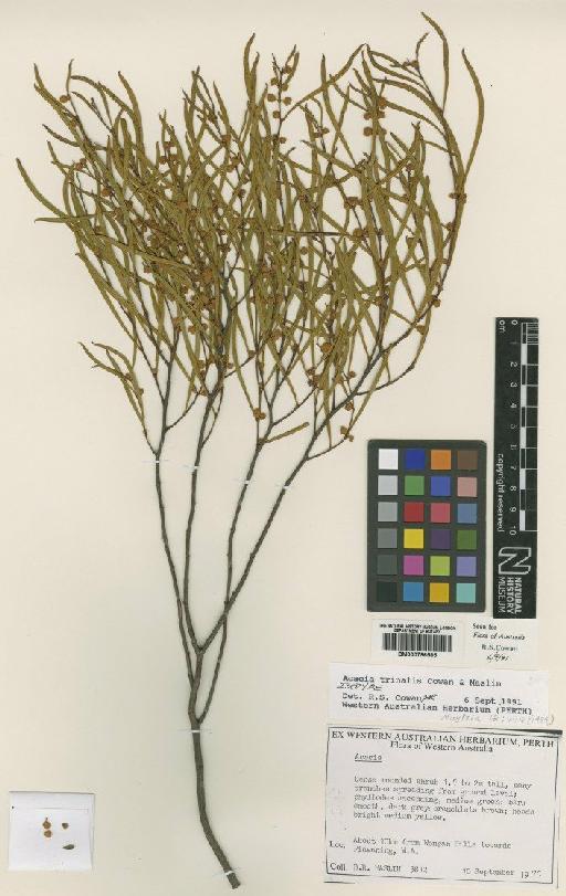 Acacia trinalis R.S.Cowan & Maslin - BM000796585
