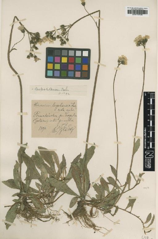 Hieracium longiscapum subsp. leopolitanum Zahn - BM001047595