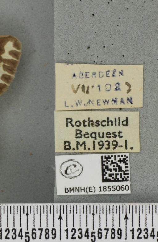 Abraxas grossulariata ab. aberdoniensis Raynor, 1923 - BMNHE_1855060_label_415722