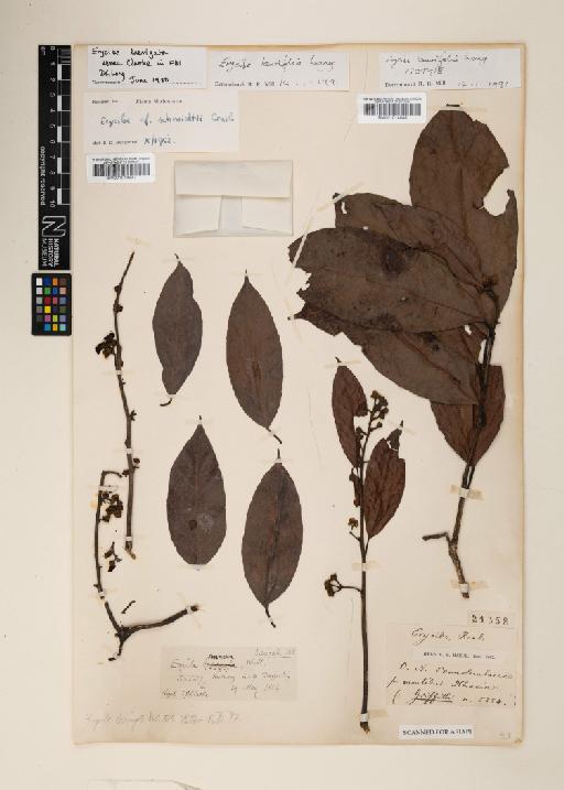 Erycibe laurifolia D.G.Long - 001014547