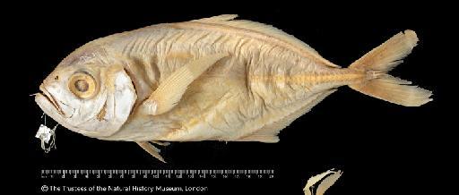 Scomber helvolus Forster in Bloch & Schneider, 1801 - BMNH 1963.3.27.4, Scomber helvolus, HOLOTYPE