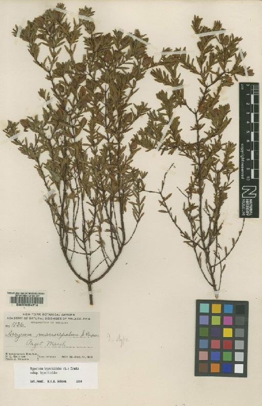 Hypericum hypericoides subsp. hypericoides - BM000624714