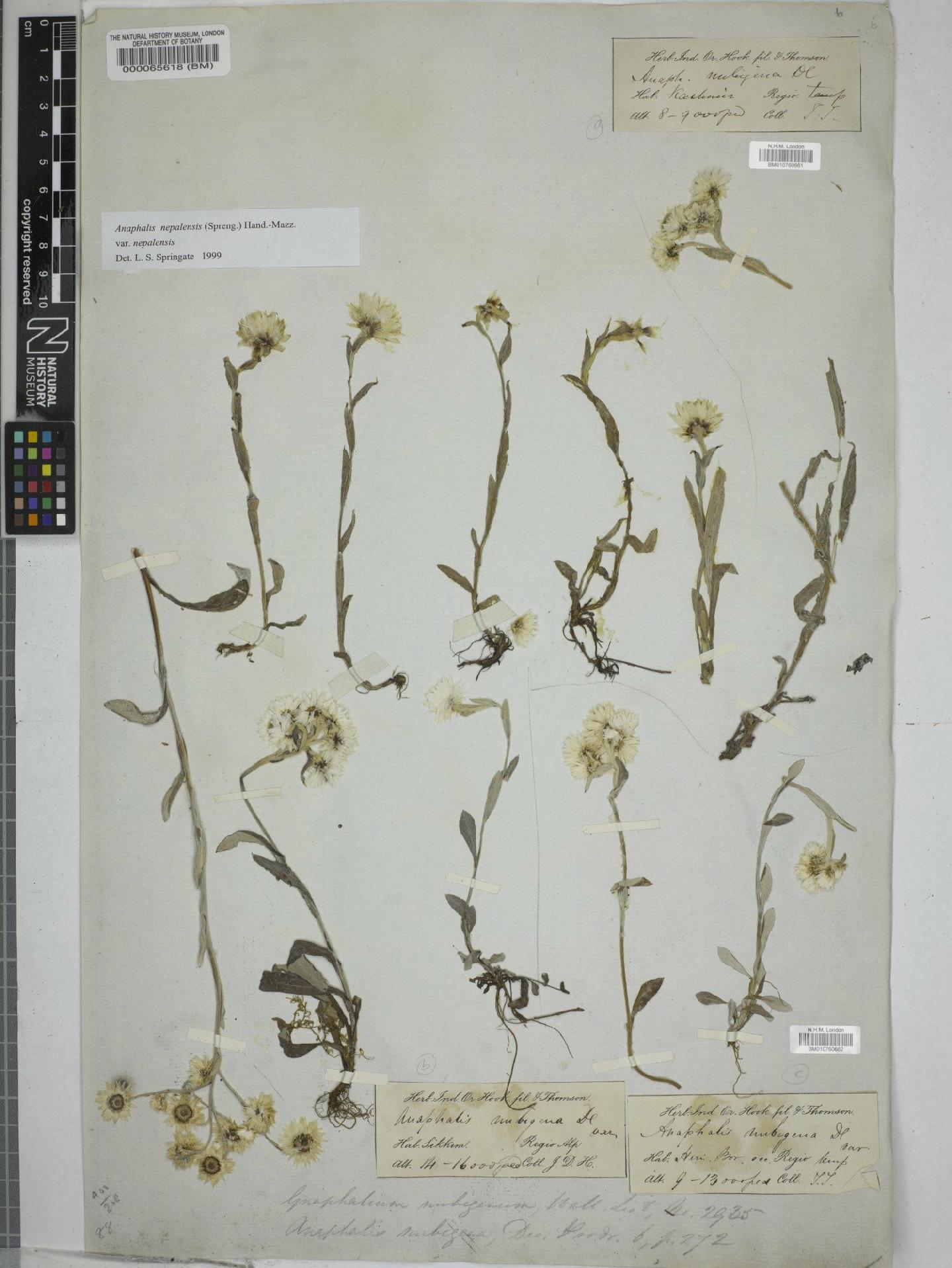 To NHMUK collection (Anaphalis pterocaulon (Franch. & Sav.) Maxim.; NHMUK:ecatalogue:9151667)