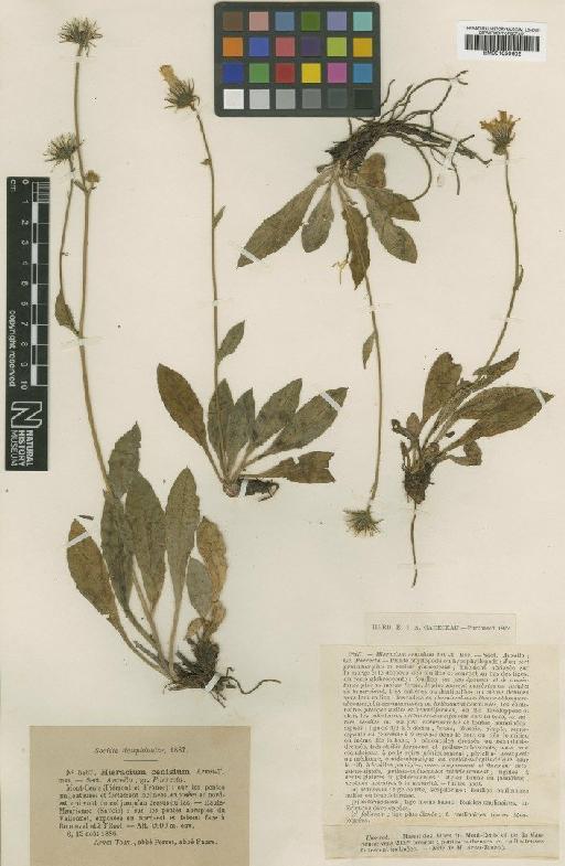 Hieracium dentatum subsp. cenisium (Arv.-Touv.) Zahn - BM001050602