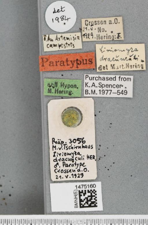 Liriomyza dracunculi Hering, 1932 - BMNHE_1475160_a_label_49825