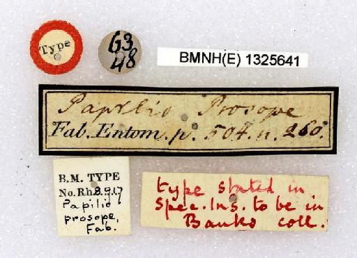 Cupha prosope Fabricius - Papilio prosope Fabricius type 1325641 labels