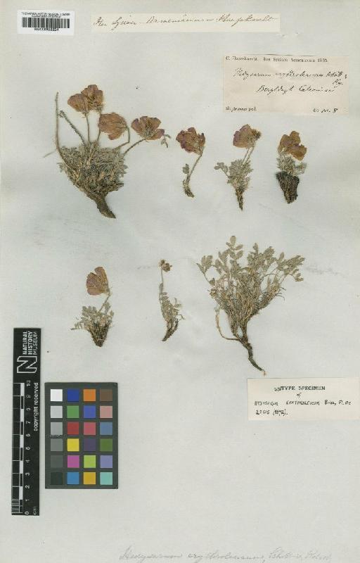 Hedysarum erythroleucum Schott & Kotschy ex Boiss. - BM000958924