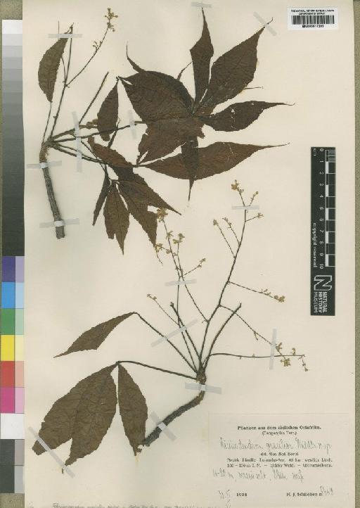 Ricinodendron gracilius Mildbr - BM000911203