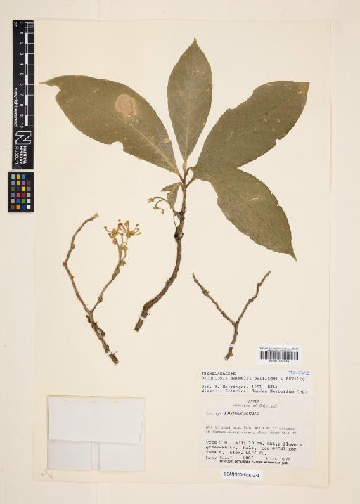 Daphnopsis hammelii Barringer & Nevling - 001009954