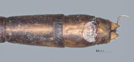 Elattoneura nigerrima (Laidlaw, 1917) - BMNHE_1201777-Elattoneura_nigerrima-specimen-anal_appendages_dorsal_x20