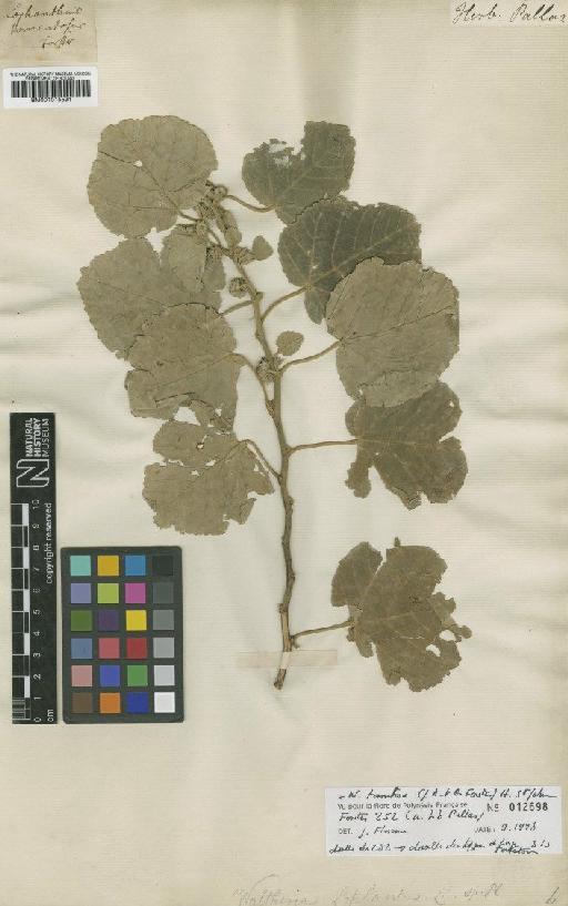 Waltheria lophanthus G.Forst. - BM001015591