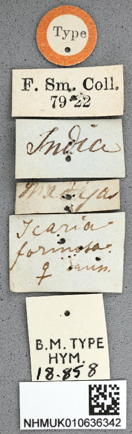 Icaria formosa de Saussure, H.L.F., 1853 - 010636342_Icaria_formosa_holotype_labels