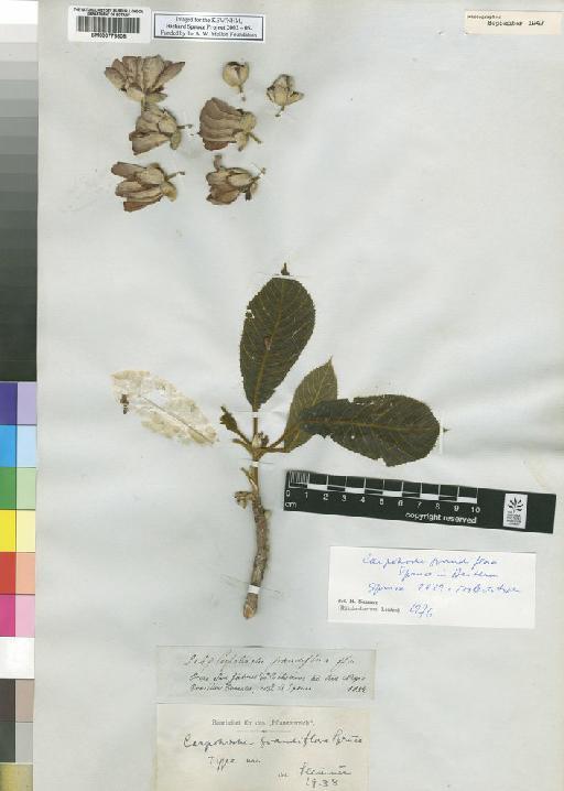Carpotroche grandiflora Spruce ex Benth. - Spruce - BM000778608
