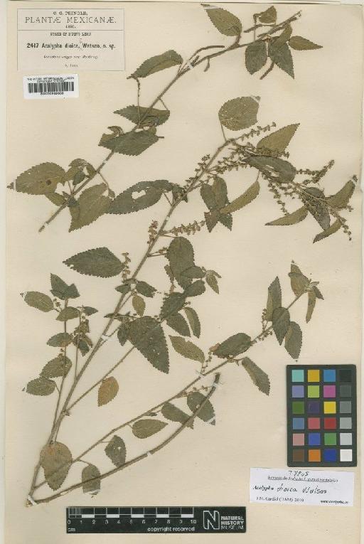 Acalypha dioica J.M.Watson - BM000939663