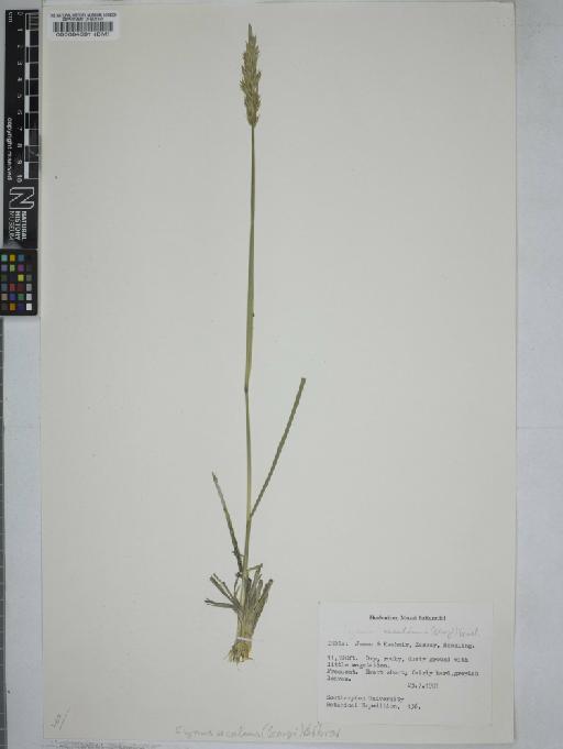 Elymus secalinus (Georgi) Bobrov - 000064591