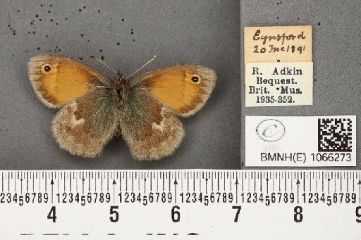 Coenonympha pamphilus (Linnaeus, 1758) - BMNHE_1066273_27549