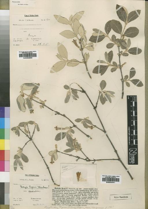 Ancylanthos rogersii Wernham - BM000903500