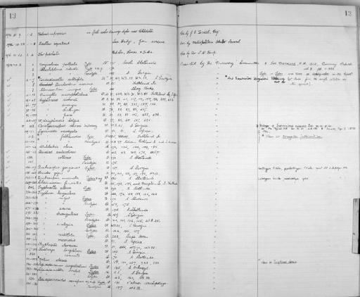 Paralysianopsis odhneri parvorder Lysianassidira Schellenberg, 1931 - Zoology Accessions Register: Crustacea: 1935 - 1962: page 13