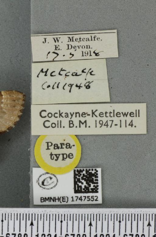 Lampropteryx otregiata (Metcalfe, 1917) - BMNHE_1747552_label_334435