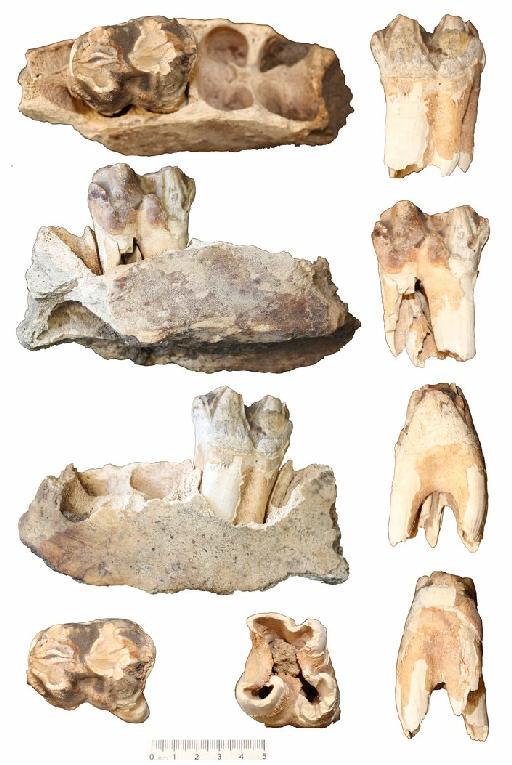 Hippopotamus amphibius Linnaeus, 1758 - NHMUK PV M 100009 Hippo lower jaw and tooth from Qau