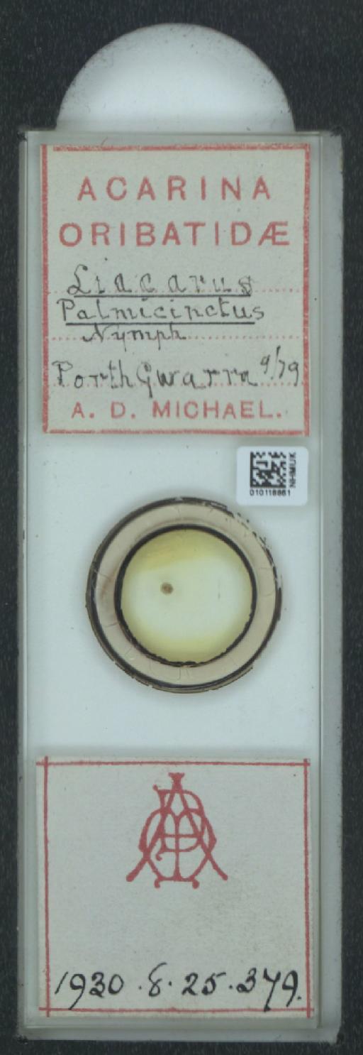 Liacarus palmicinctum (A.D. Michael, 1880) - 010118861_128152_1585665