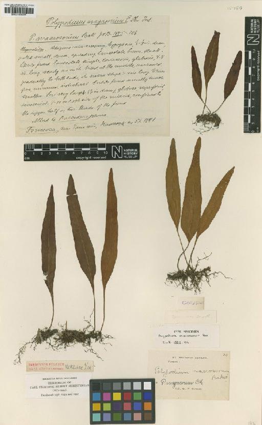 Lepisorus megasorus (C.Chr.) Ching - BM001038489