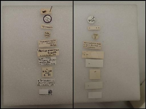 Perissocentrus phormio (Walker, 1842) - Perissocentrus phormio (Walker, 1842) NHMUK010198750  5.54 labels