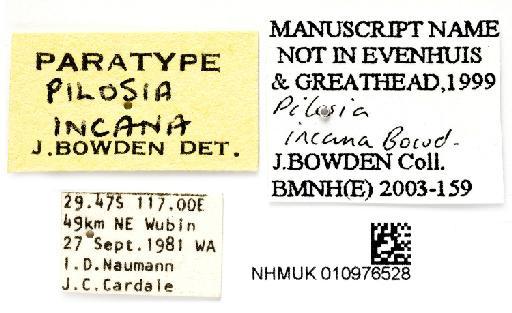 Pilosia incana Bowden - NHMUK010976528 PT Pilosia incana labels