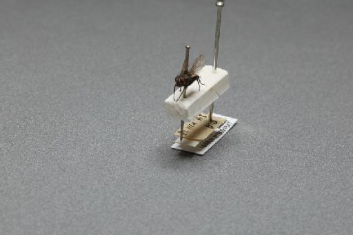 Sarcophaga (Myorhina) nigriventris Meigen, 1826 - 015091847_additional_3