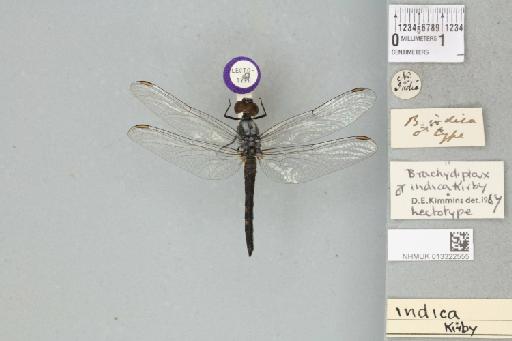 Brachydiplax indica Kirby, 1889 - 013322555_dorsal