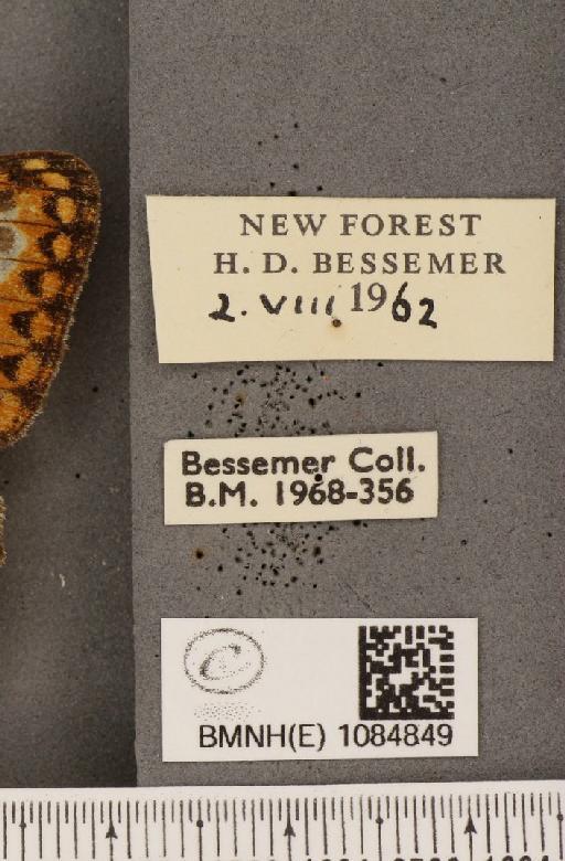 Argynnis aglaja (Linnaeus, 1758) - BMNHE_1084849_label_53805